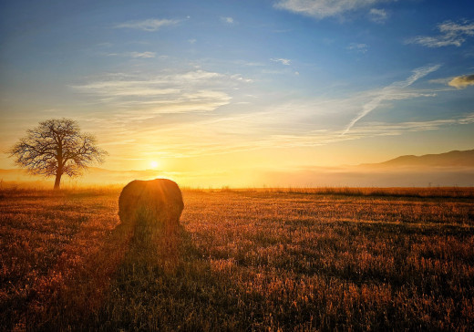 1756846 (a): :1920x1341